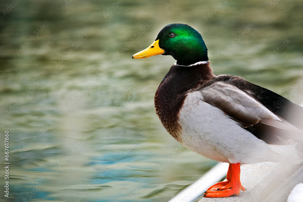 duck on the water duck on the water