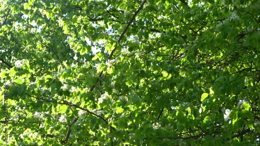 Green leaves. White appletree blossoms sway in the wind. Spring flowering garden. Floral natural background. Delicate flowers in the sunlight day. Blur bokeh nature. Flower bloom bud Leaf closeup Green leaves. White appletree blossoms sway in the wind. Spring flowering garden. Floral natural background. Delicate flowers in the sunlight day. Blur bokeh nature. Flower bloom bud Leaf closeup