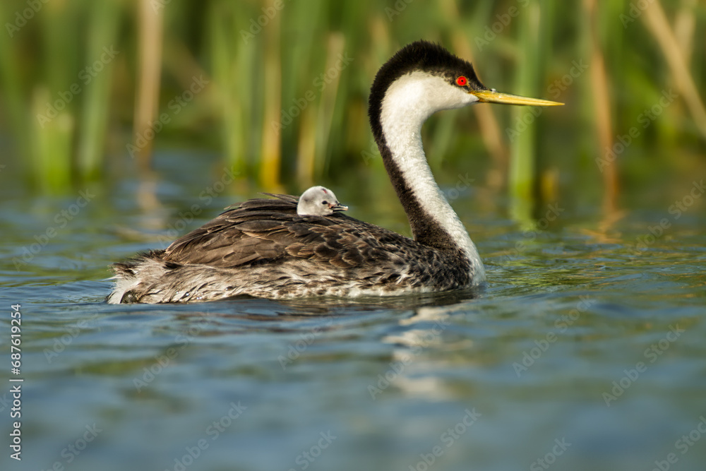 Western Grebe, occidentalis, Perkoz Wielki, taken in Minnesota, taken in wild, Agnieszka Bacal, Agnieszka Bacal Photrography. Western Grebe, occidentalis, Perkoz Wielki, taken in Minnesota, taken in wild, Agnieszka Bacal, Agnieszka Bacal Photrography.