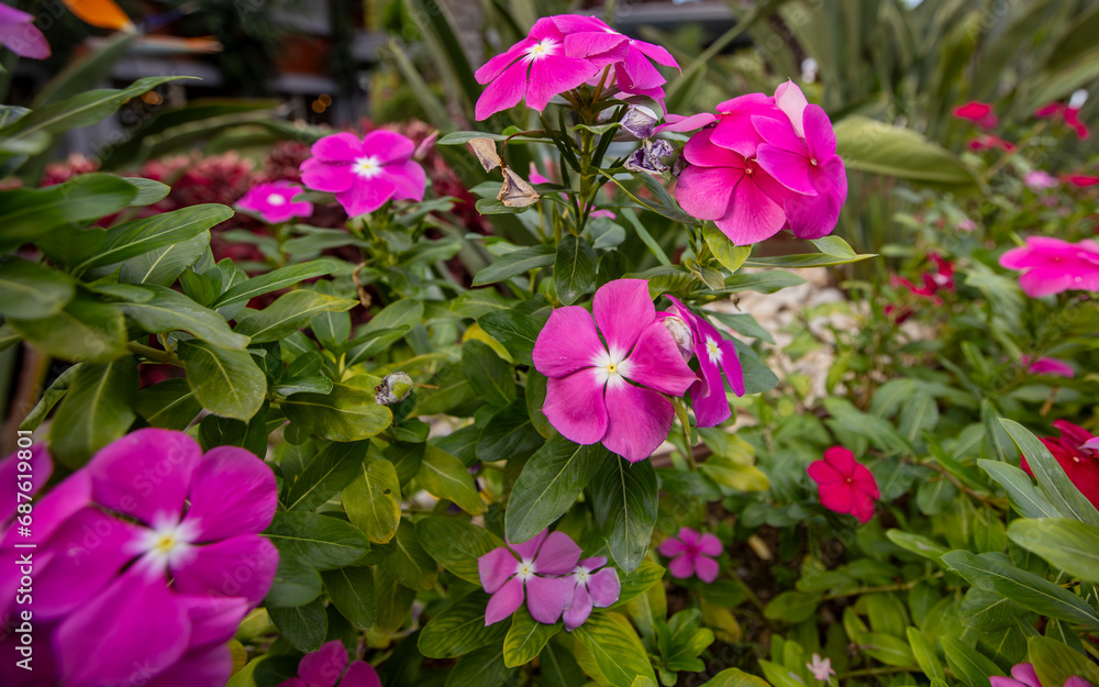 Catharanthus roseus is a species of flowering plant belonging to the Apocynaceae family. Turkish name: Propeller flower
​