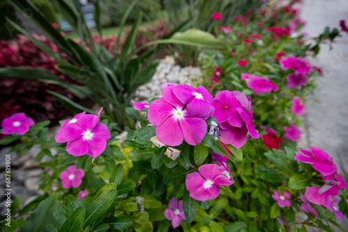 Catharanthus roseus is a species of flowering plant belonging to the Apocynaceae family. Turkish name: Propeller flower ​