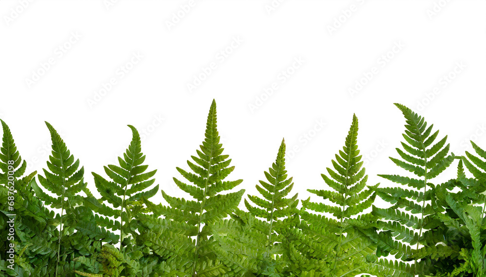 fern bottom border isolated on white background, cut out