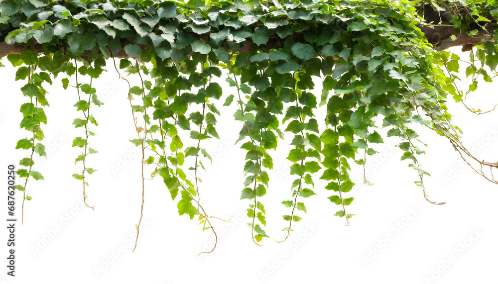 ivy on top isolated on white background, cutout  - obrazy, fototapety, plakaty 