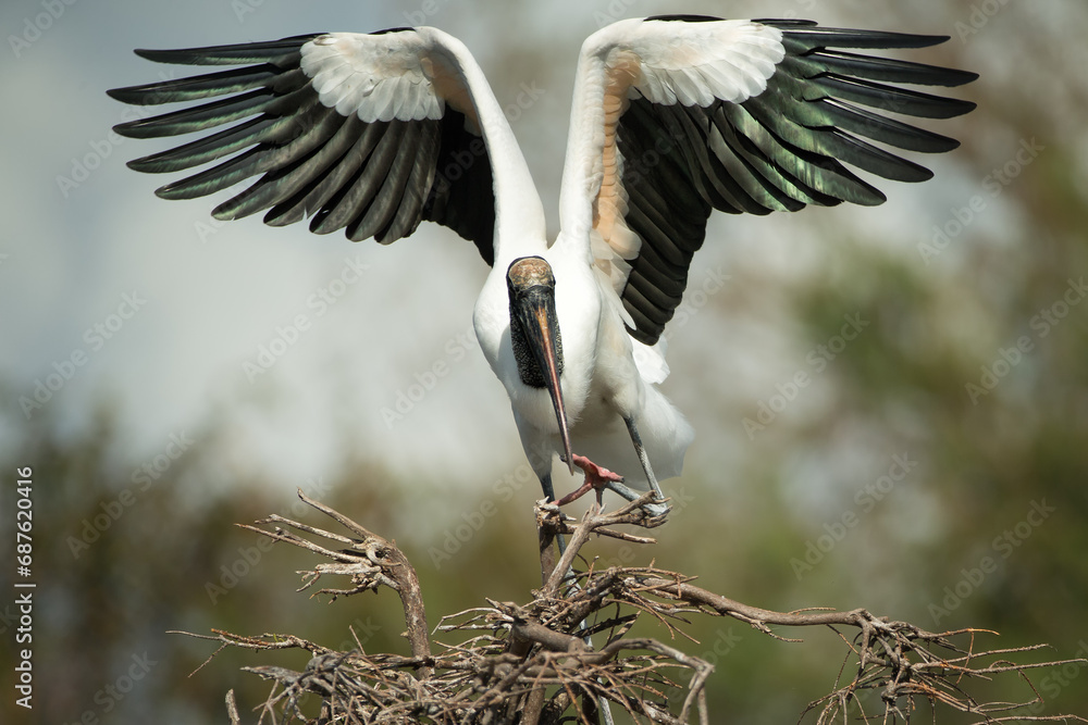 Wood Stork, Mycteria americana, Florida, nesting,  - obrazy, fototapety, plakaty 