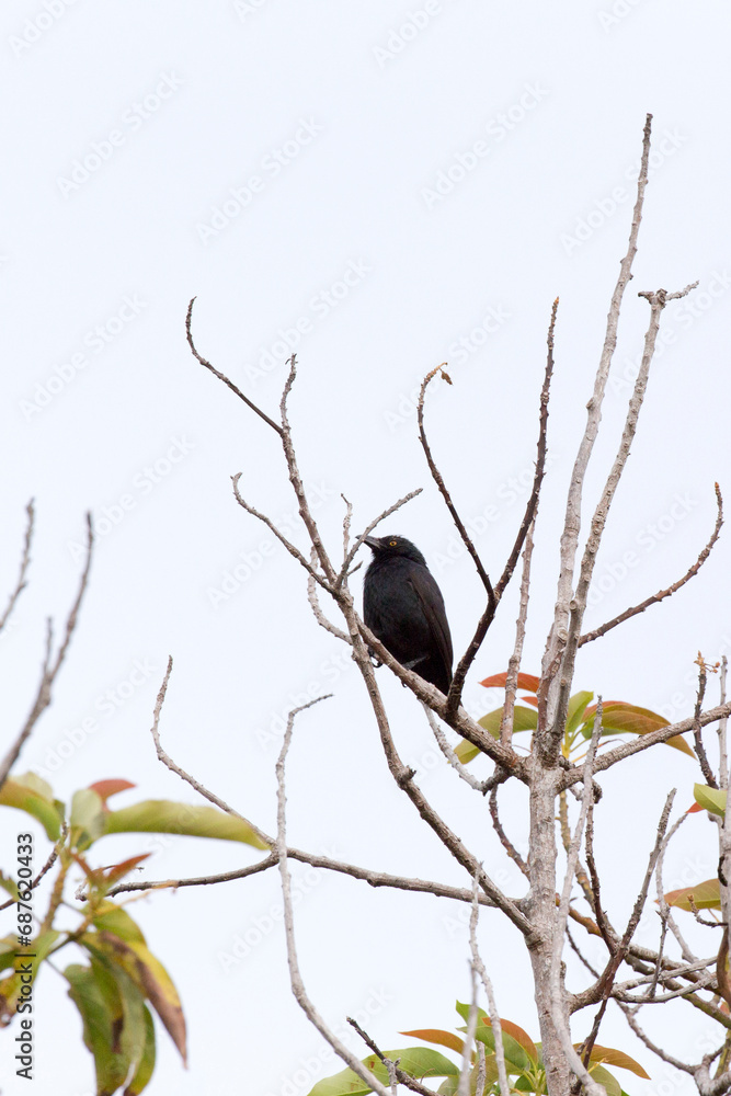 A photo of common drongo bird A photo of common drongo bird