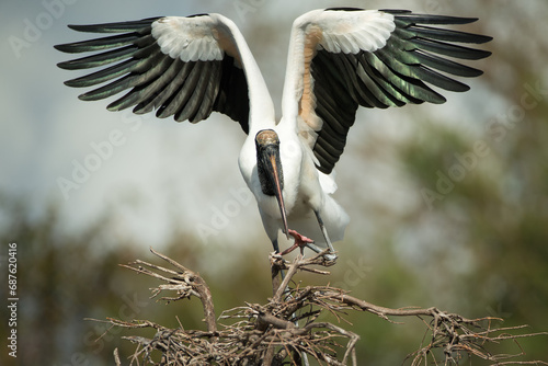 Wood Stork, Mycteria americana, Florida, nesting,  photo