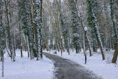 Park zimą. Środkiem przebiega parkowa alejka. Drzewa, ziemię, ławki i latarnie pokrywa śnieg. Alejka jest odśnieżona.