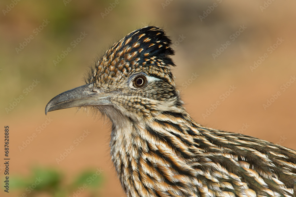 Greater Roadrunner, Geococcyx californianus, taken in Arizona, winter, Agnieszka Bacal. Greater Roadrunner, Geococcyx californianus, taken in Arizona, winter, Agnieszka Bacal.