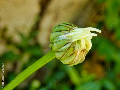 Close up a Leucanthemum vulgare bud showing the petals starting to open into a flower head
 photo