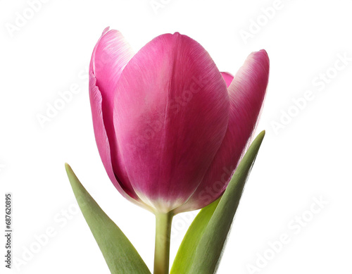 Tulip isolated on white background  cutout 