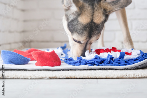 Bild auf Leinwand adorable dog playing with sniffing mat