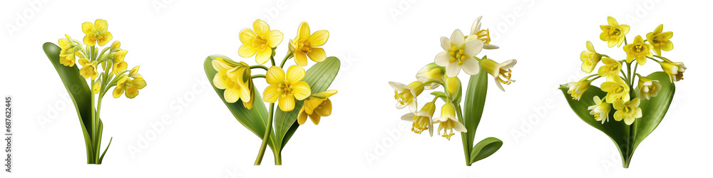 Naklejka premium Cowslip flower clipart collection, vector, icons isolated on transparent background