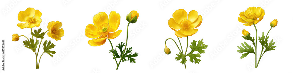 Creeping Buttercup flower clipart collection, vector, icons isolated on transparent background