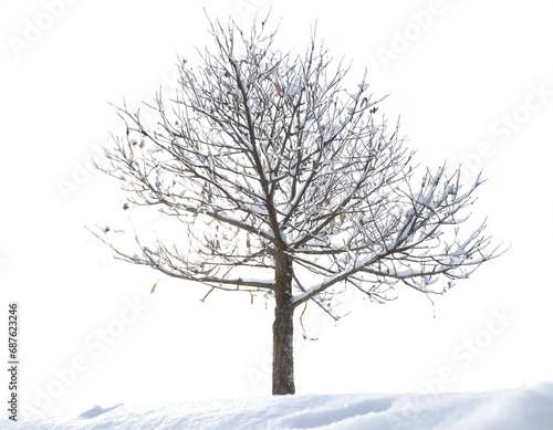 Tree in winter isolated on white background, cutout
