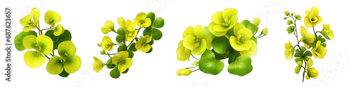 Creeping Jenny flower clipart collection, vector, icons isolated on transparent background