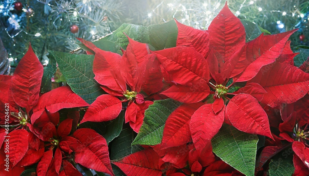 red poinsettia christmas background