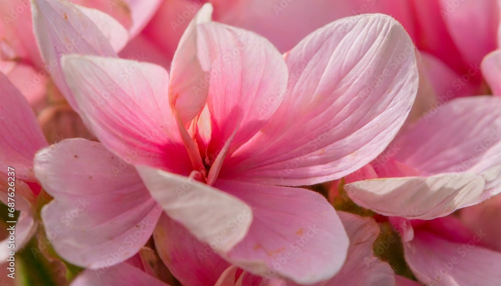 background with pink flower petals macro detail