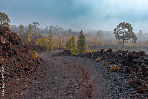 Obraz na płótnie Corona Forestal Natural Park, Tenerife island, Spain w salonie