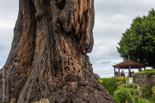 Trunk of the old millenary Dragon Tree of Icod de los Vinos, Tenerife Island, Spain photo