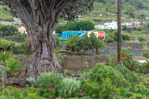 Old millenary Dragon Tree of Icod de los Vinos, Tenerife island, Spain	 photo
