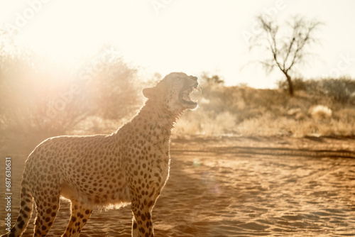 Cheetah in Namibia grinning  showing teeth  roaring 