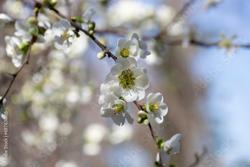 Close up many delicate white blossoms of white Chaenomeles japonica shrub, Chaenomeles vilmoriniana hort.cv. Afterglow