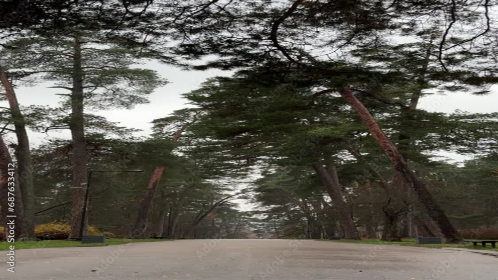 Leaves falling on road in park. Vertical video Leaves falling on road in park. Vertical video