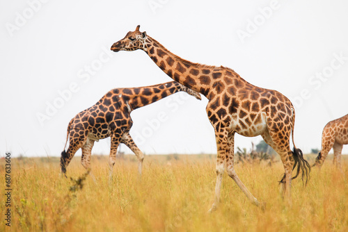Rothschild's giraffes
