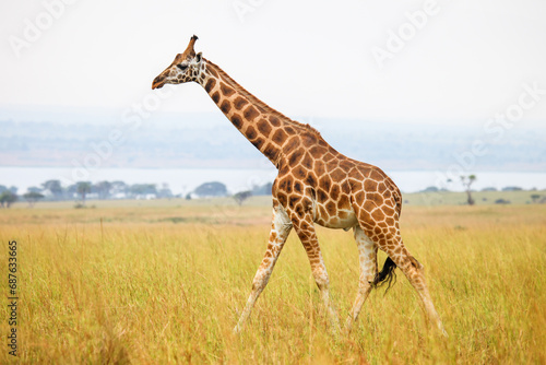 Rothschild s giraffe
