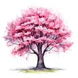 Blossom cherry blossom tree with pink flowers on white background.