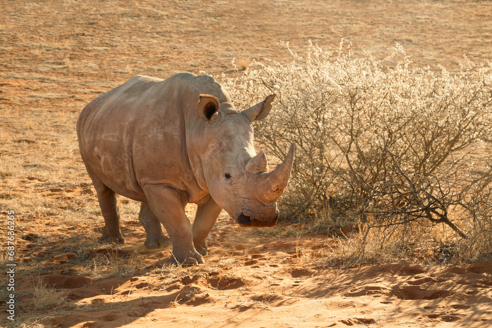 Obraz premium White rhino in Namibia, Kalahari desert natural reserve