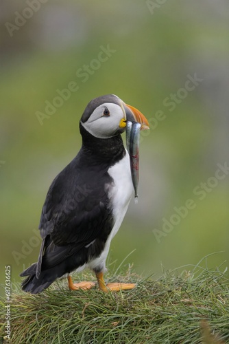 atlantic puffin with his  © Thomas