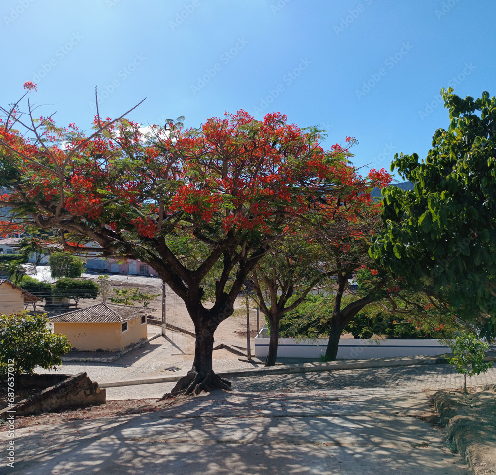 Naklejka premium flamboyant tree