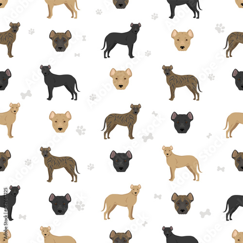 Uruguayan Cimarron seamless pattern. All coat colors set.  All dog breeds characteristics infographic