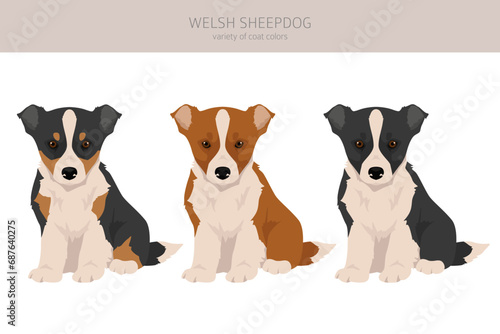 Welsh Sheepdog puppy clipart. All coat colors set.  All dog breeds characteristics infographic