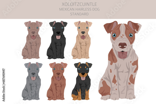 Xoloitzcuintle, Mexican hairless dog standard puppy clipart. Different poses, coat colors set