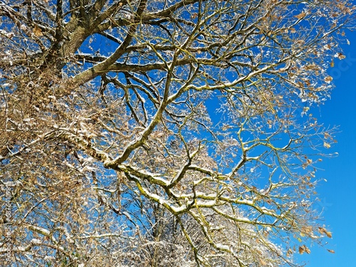 Baum im Winter nach einem Schneefall bei sonnigem Wetter. 