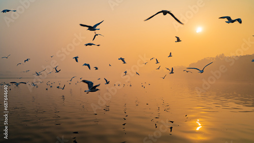 Seagulls of Yamuna Ghat, Scenic spot in New Delhi, India photo
