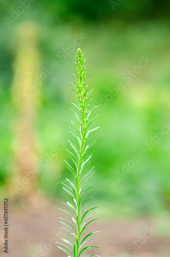 Green grass on blurred background