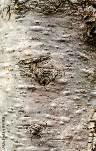 trunk of the tree