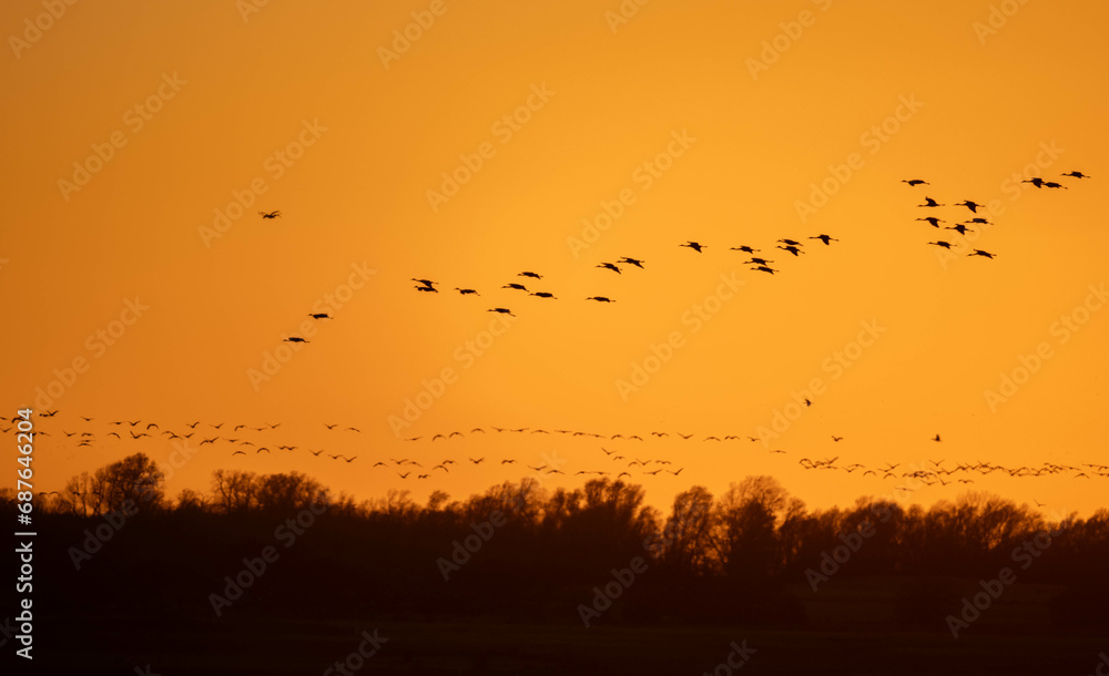 birds in the sunset