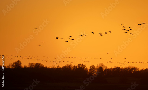 birds in the sunset © Kory