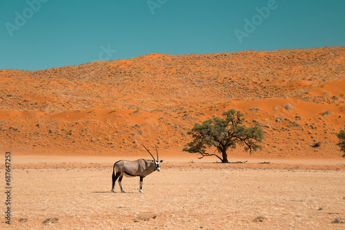 Oryx in Namibia  Elim dune in Namib-Naukluft National park