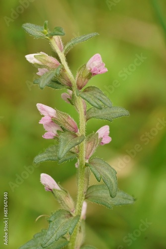 Closeup on a light pink flowering Red bartsia parasitic wildflower, Odontites vernus photo