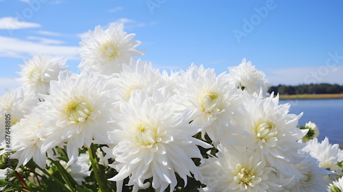 White Dahlias Blooming Under Blue Sky