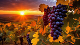 Vineyards at sunset in autumn harvest. Ripe grapes close up. Beautiful sunset over the vineyards.