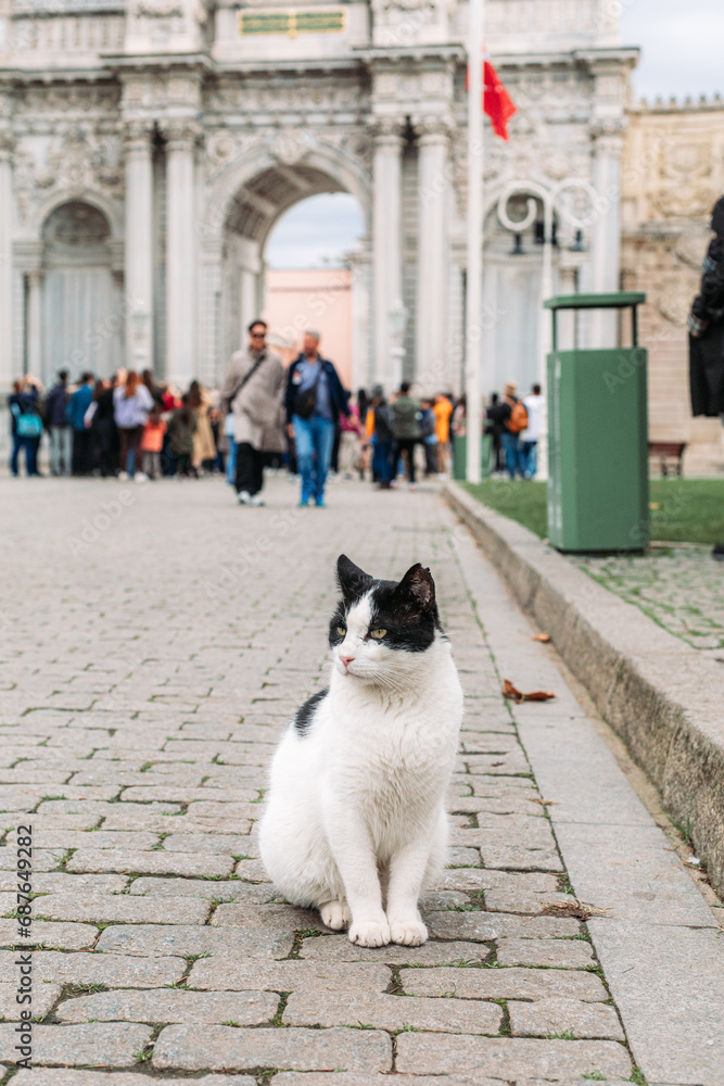 Stray street black and white cat in the garden of dolmabahce palace, istanbul