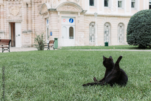 Stray street cat in the park in the garden of dolmabahce palace, istanbul photo
