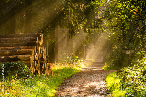 Von der Sonne angestrahlter Waldweg