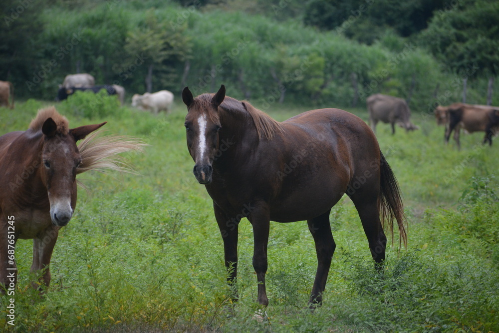 caballo en las montañas caballo en las montañas